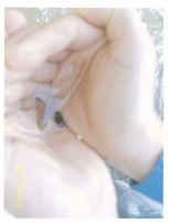 37 On May 5, 2008 the test demonstration at Mo Hang port was concluded since there was no more visible oil, of which subsequent testing showed no ppm