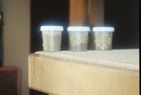 2/12 Once the inlet retention time had elapsed samples from the grease separator were taken to the Trinity river waste plant lab to verify the waste,